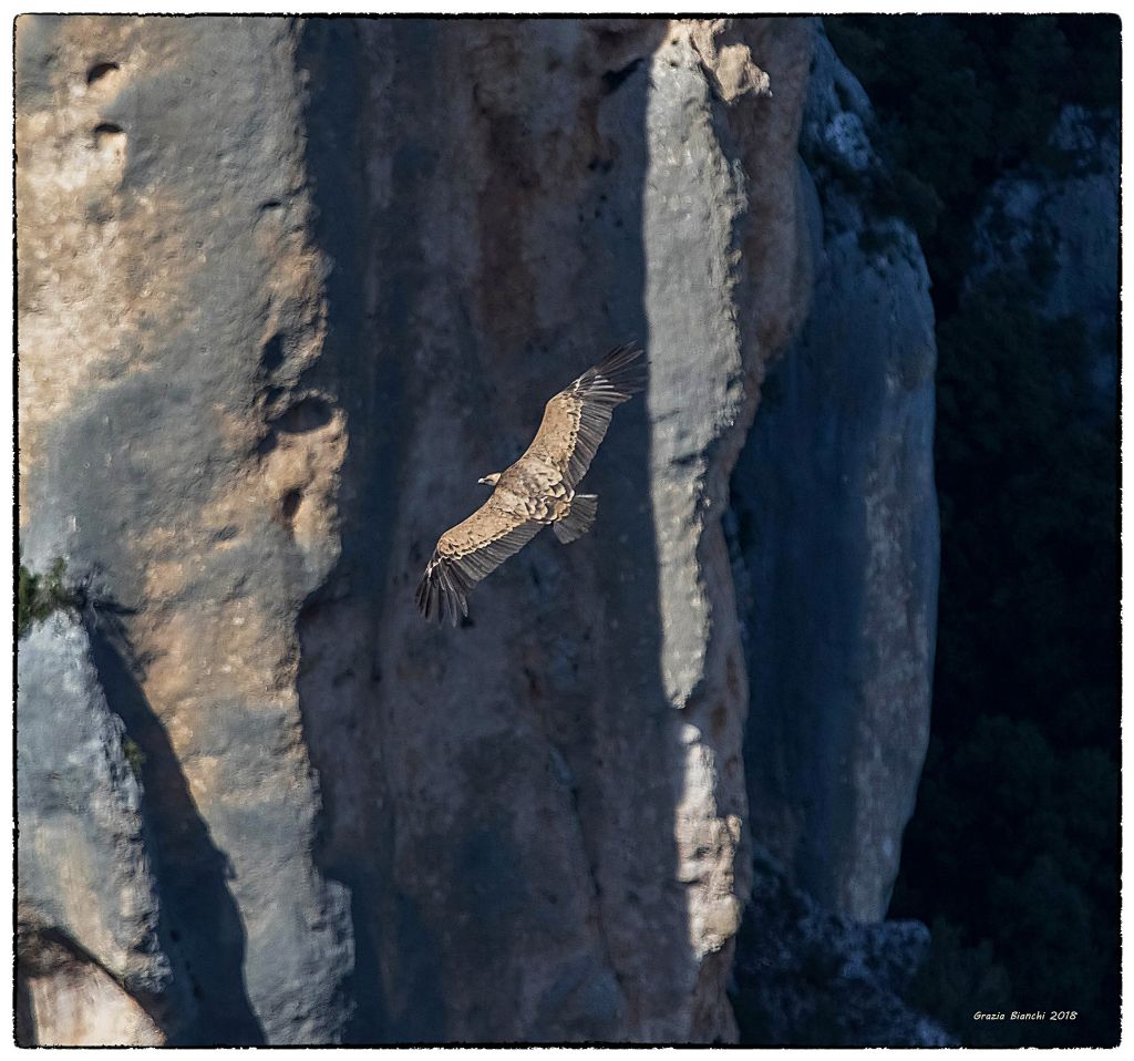 Grifoni (Gyps fulvus) alle Gole del Verdon (Francia)